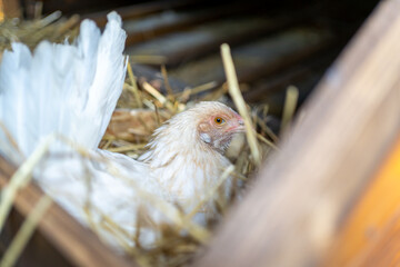 Closeup of a chicken on the eggs on hay in a barn in the village