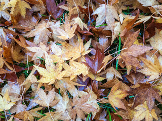 A carpet of Autumn acer or maple leaves fallen from the tree
