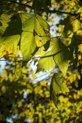Blätter im Gegenlicht, Schlosspark Caserta
