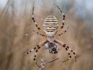 Nahaufnahme einer Spinne die mit ihrer Beute in ihrem Spinnennetz hängt.