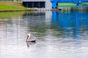 Brown Pelican Floats on the Surface of Bayou St. John with Part of Blue Bridge and River Bank in...