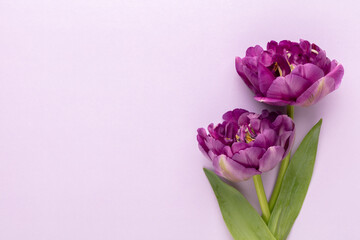 Lilac tulip flowers on pastel background.