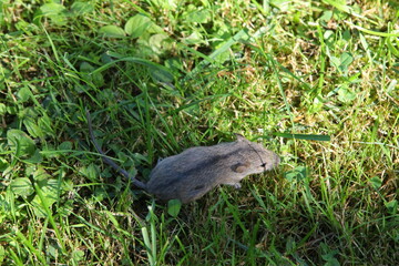 Gray mouse in the green grass in the wild
