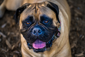 Obraz premium 2022-09-04 CLOSE UP PHOTOGRAPH OF A BULLMASTIFF LOOKING UP INTO THECAMERA WITH NICE GOLD COLORED EYES WITH A BLURRY BACKGROUND