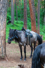 An adult horse grazes on a fresh green meadow in the forest, tied to a tree in the mountains