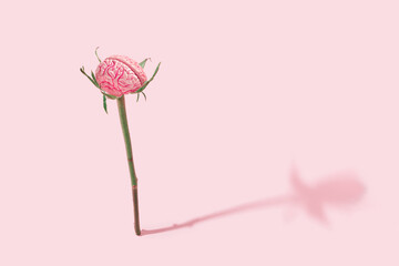 Rose stem with human brain on isolated pastel pink background. Abstract surreal scary concept of...