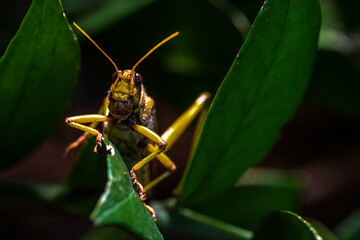 Close-up of a Giant Grasshopper (Tropidacris collaris)