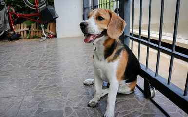 Puppy that just played in the mud. Sit with dirty paws in front of a terrace and waits to enter the house.