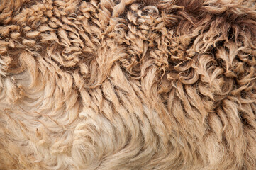 Two horses grazing on the field. Green natural background on a sunny day.