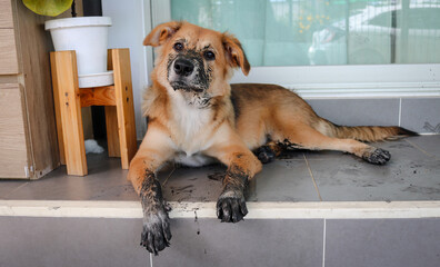 Puppy that just played in the mud. Sit with dirty paws in front of a terrace and waits to enter the...