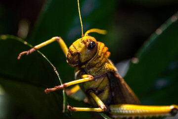 Close-up of a Giant Grasshopper (Tropidacris collaris)