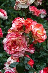 Flowers of ‘Mercury Rising’ Hybrid Tea Rose
