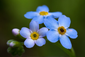 Sumpf-Vergissmeinnicht (Myosotis scorpioides)