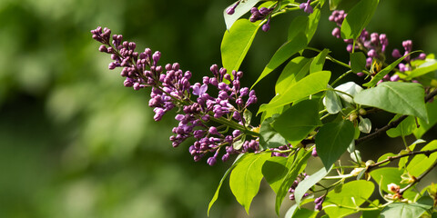 purple lilac blossom branch. beautiful botanical green nature background in spring season