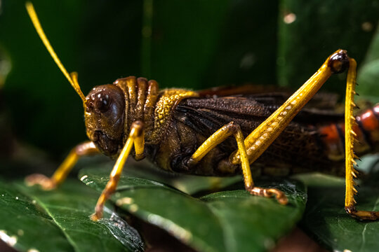 Close-up of a Giant Grasshopper (Tropidacris collaris)