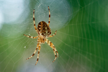 Araneus diadematus spider hunting in its web