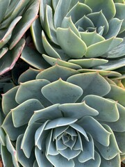 Succulent