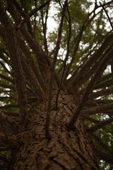 Nature / Forest in Ontario, CAD. Sunset, spider web, trees, plants, beach, leaves, lake with a dock, street, abandoned house, river, lily pads, fishing, relaxing summer with coffee, sunflowers, etc.