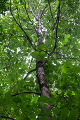 Nature / Forest in Ontario, CAD. Sunset, spider web, trees, plants, beach, leaves, lake with a dock, street, abandoned house, river, lily pads, fishing, relaxing summer with coffee, sunflowers, etc.