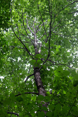 Nature / Forest in Ontario, CAD. Sunset, spider web, trees, plants, beach, leaves, lake with a dock, street, abandoned house, river, lily pads, fishing, relaxing summer with coffee, sunflowers, etc.
