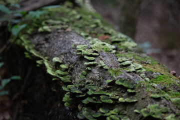 Nature / Forest in Ontario, CAD. Sunset, spider web, trees, plants, beach, leaves, lake with a dock, street, abandoned house, river, lily pads, fishing, relaxing summer with coffee, sunflowers, etc.