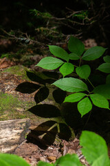 Nature / Forest in Ontario, CAD. Sunset, spider web, trees, plants, beach, leaves, lake with a dock, street, abandoned house, river, lily pads, fishing, relaxing summer with coffee, sunflowers, etc.
