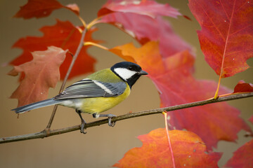 Colorful great tit (Parus major) perched on a tree trunk, photographed in horizontal, autumn time, amazing autumn leaf color