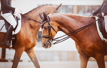 In the photo there are two beautiful bay horses with riders in the saddles. Horse riding and...