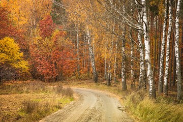 Misty autumn forest. Red autumn in misty forest. Morning fog in autumn forest