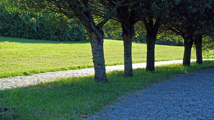 Young olive alley with path