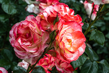 Flowers of ‘Mercury Rising’ Hybrid Tea Rose
