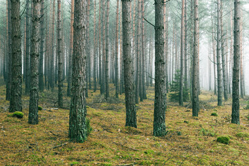 Misty autumn forest. Red autumn in misty forest. Morning fog in autumn forest