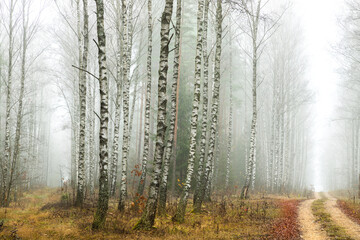 Misty autumn forest. Red autumn in misty forest. Morning fog in autumn forest