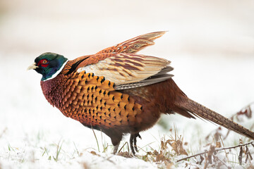 Common pheasant (Phasianus colchius) Ring-necked pheasant in natural habitat, winter time, snow