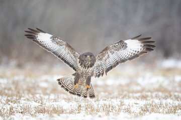 Common buzzard (Buteo buteo) in the fields in winter snow, buzzards in natural habitat, hawk bird on the ground, predatory bird close up winter bird