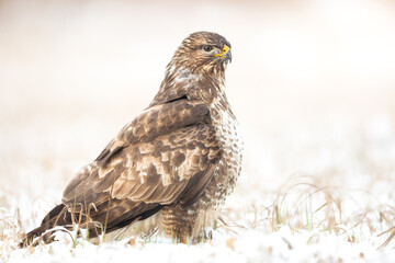 Common buzzard (Buteo buteo) in the fields in winter snow, buzzards in natural habitat, hawk bird on the ground, predatory bird close up winter bird