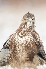 Common buzzard (Buteo buteo) in the fields in winter snow, buzzards in natural habitat, hawk bird on the ground, predatory bird close up winter bird