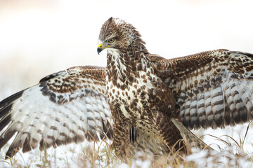 Common buzzard (Buteo buteo) in the fields in winter snow, buzzards in natural habitat, hawk bird on the ground, predatory bird close up winter bird