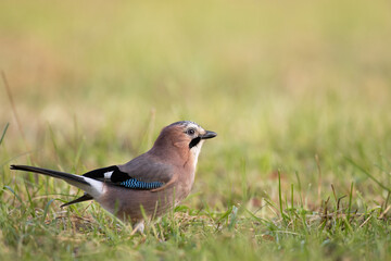 Eurasian Jay (Garrulus glandarius) in green meadow