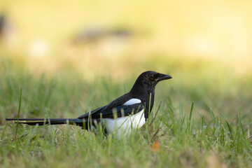 The Eurasian Magpie or Common Magpie or Pica pica is sitting on the green meadow with colorful background
