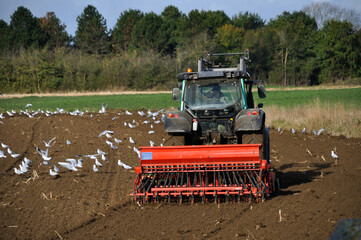 Fototapeta premium Plow tractor surrounded by seagulls