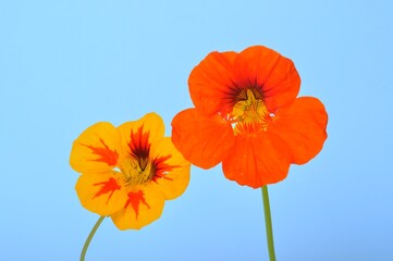 Obraz premium nasturtiums on a blue background