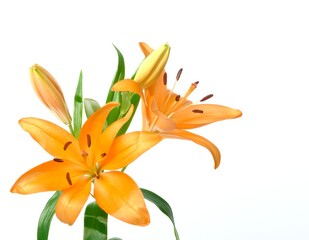 Studio shot of orange lily