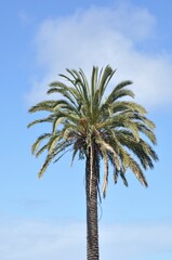 Palm tree in Aveiro in Portugal