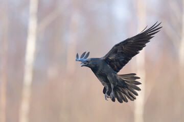 A beautiful raven (Corvus corax) flying bird North Poland Europe