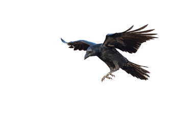 Birds - Common Raven Corvus corax isolated on white background