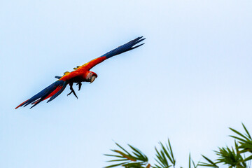 Scarlet macaws of Cosita Rica on the Osa Peninsula