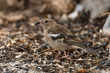 pinzon en el suelo comiendo semillas de girasol
