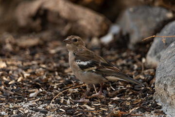pinzon en el suelo comiendo semillas de girasol