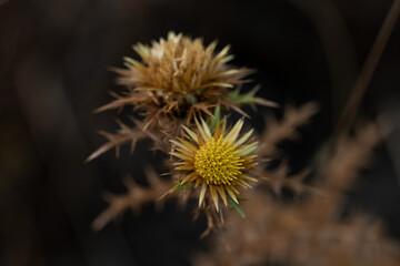 cardo seco y cardo floreciendo 